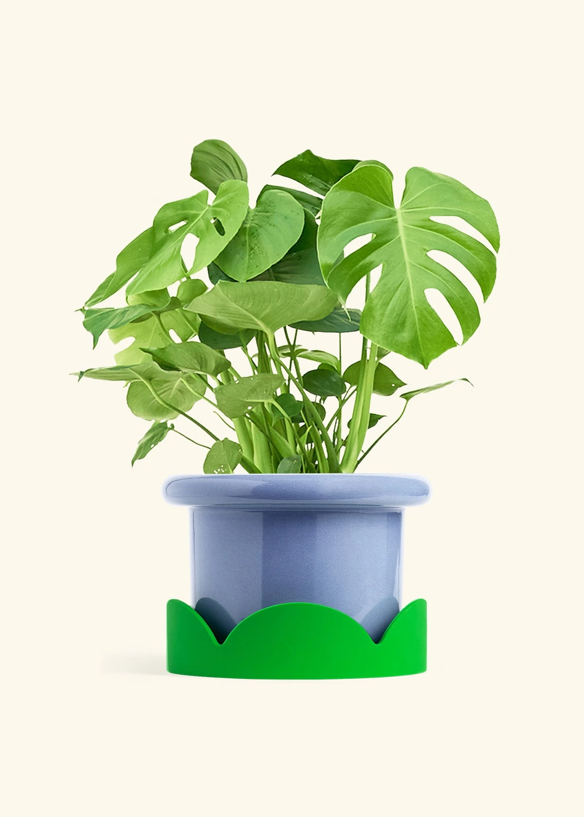 Monstera Swiss Cheese Plant, XL 11 Monstera Swiss Cheese Plant, XL - Image 9