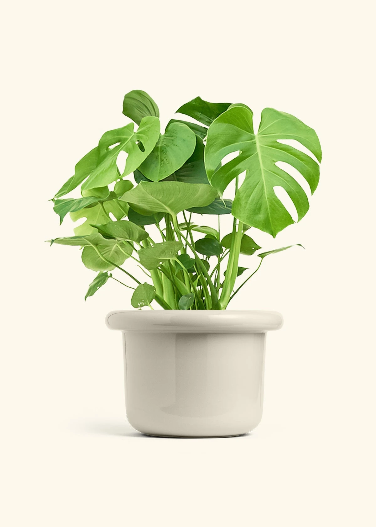Monstera Swiss Cheese Plant, XL 18 Monstera Swiss Cheese Plant, XL - Image 16