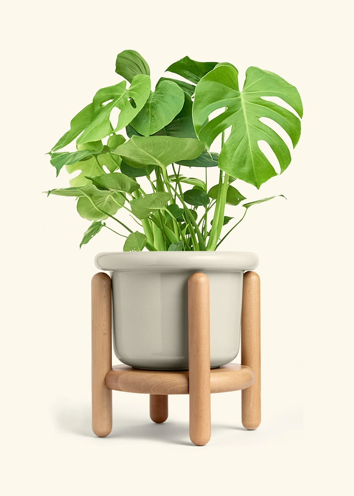 Monstera Swiss Cheese Plant, XL 21 Monstera Swiss Cheese Plant, XL - Image 19