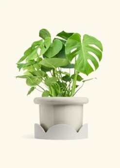 Monstera Swiss Cheese Plant, XL 39 Monstera Swiss Cheese Plant, XL -Home Living Store PHILO MONSTERA 10 FATLIP OAT TRAY BEIGE 10 bckgrnd cream