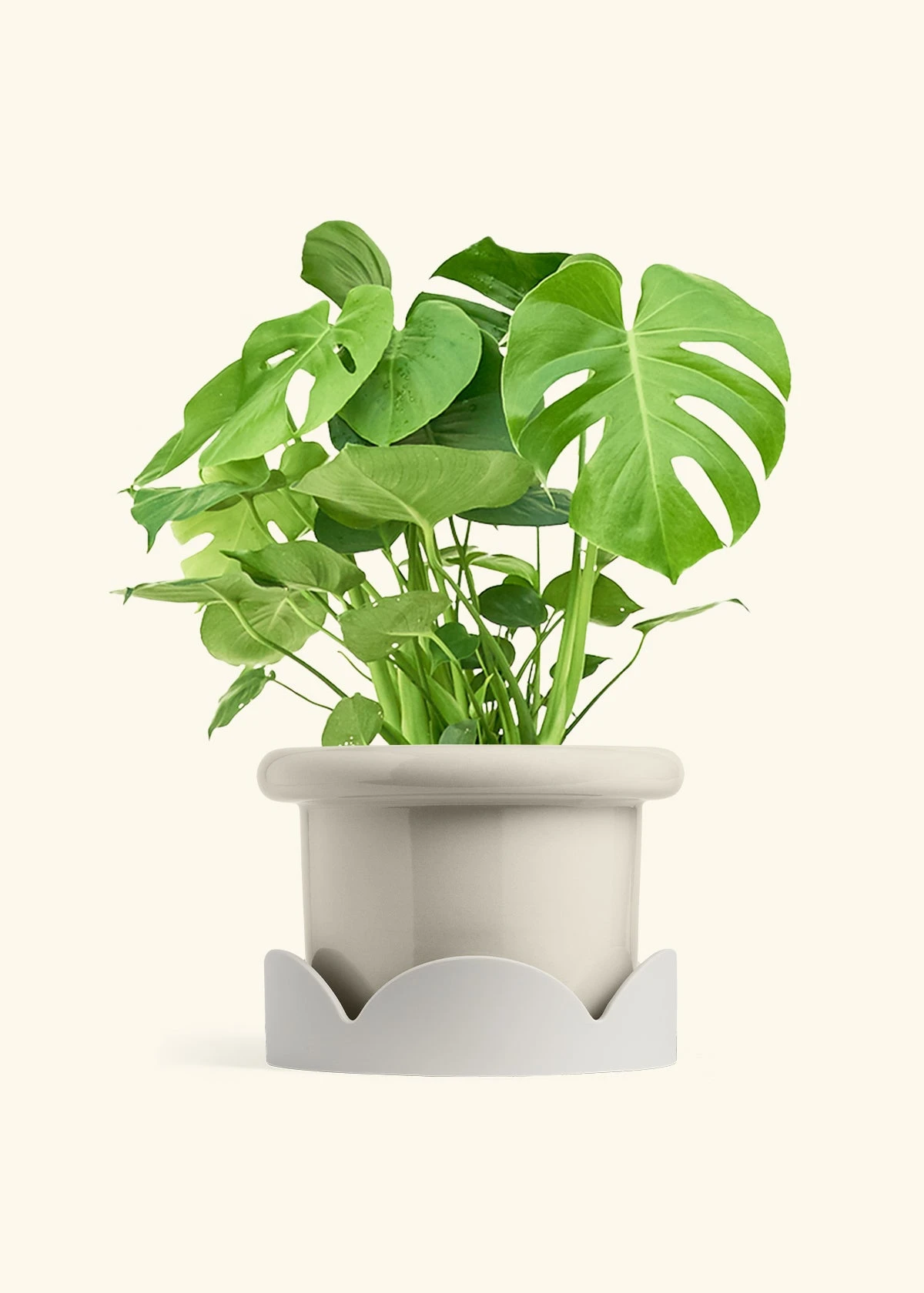 Monstera Swiss Cheese Plant, XL 20 Monstera Swiss Cheese Plant, XL - Image 18