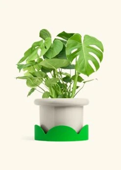 Monstera Swiss Cheese Plant, XL 38 Monstera Swiss Cheese Plant, XL -Home Living Store PHILO MONSTERA 10 FATLIP OAT TRAY GREEN 10 bckgrnd cream