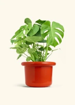 Monstera Swiss Cheese Plant, XL 33 Monstera Swiss Cheese Plant, XL -Home Living Store PHILO MONSTERA 10 FATLIP RED 10 bckgrnd cream