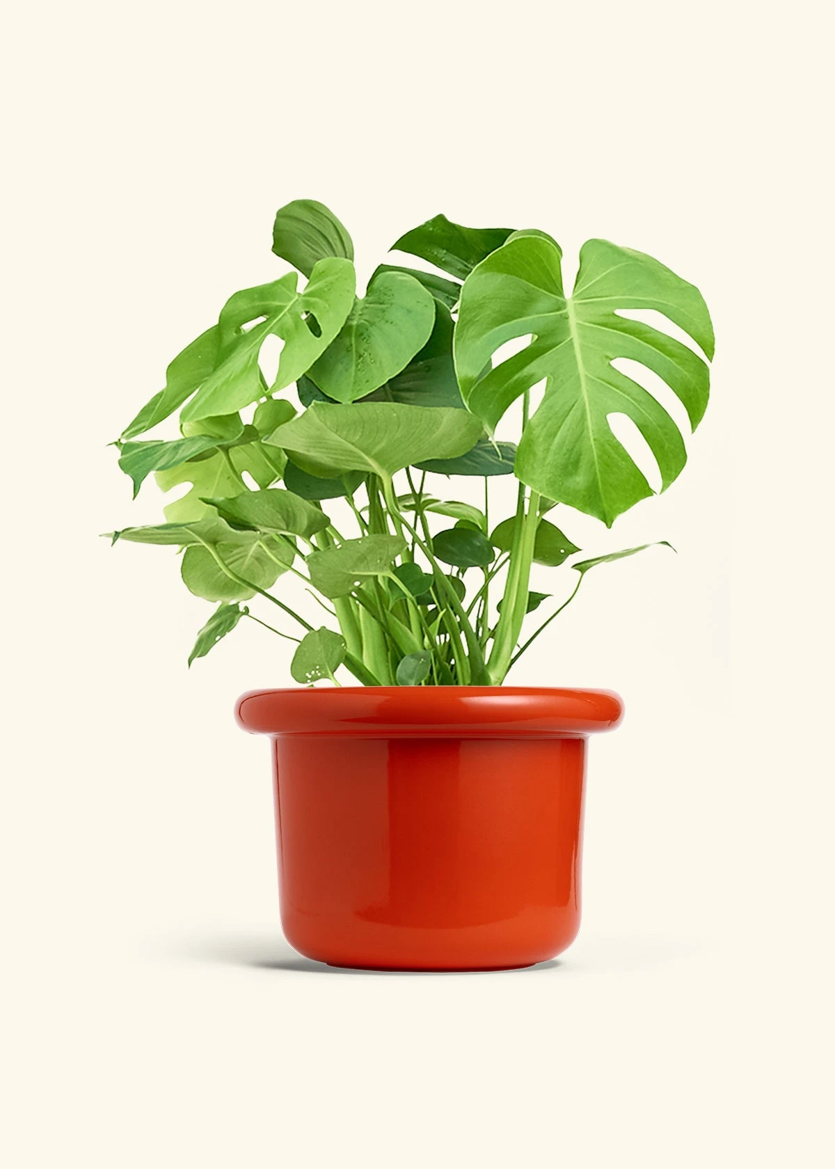 Monstera Swiss Cheese Plant, XL 14 Monstera Swiss Cheese Plant, XL - Image 12