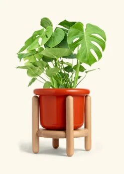 Monstera Swiss Cheese Plant, XL 35 Monstera Swiss Cheese Plant, XL -Home Living Store PHILO MONSTERA 10 FATLIP RED STAND 10 bckgrnd cream