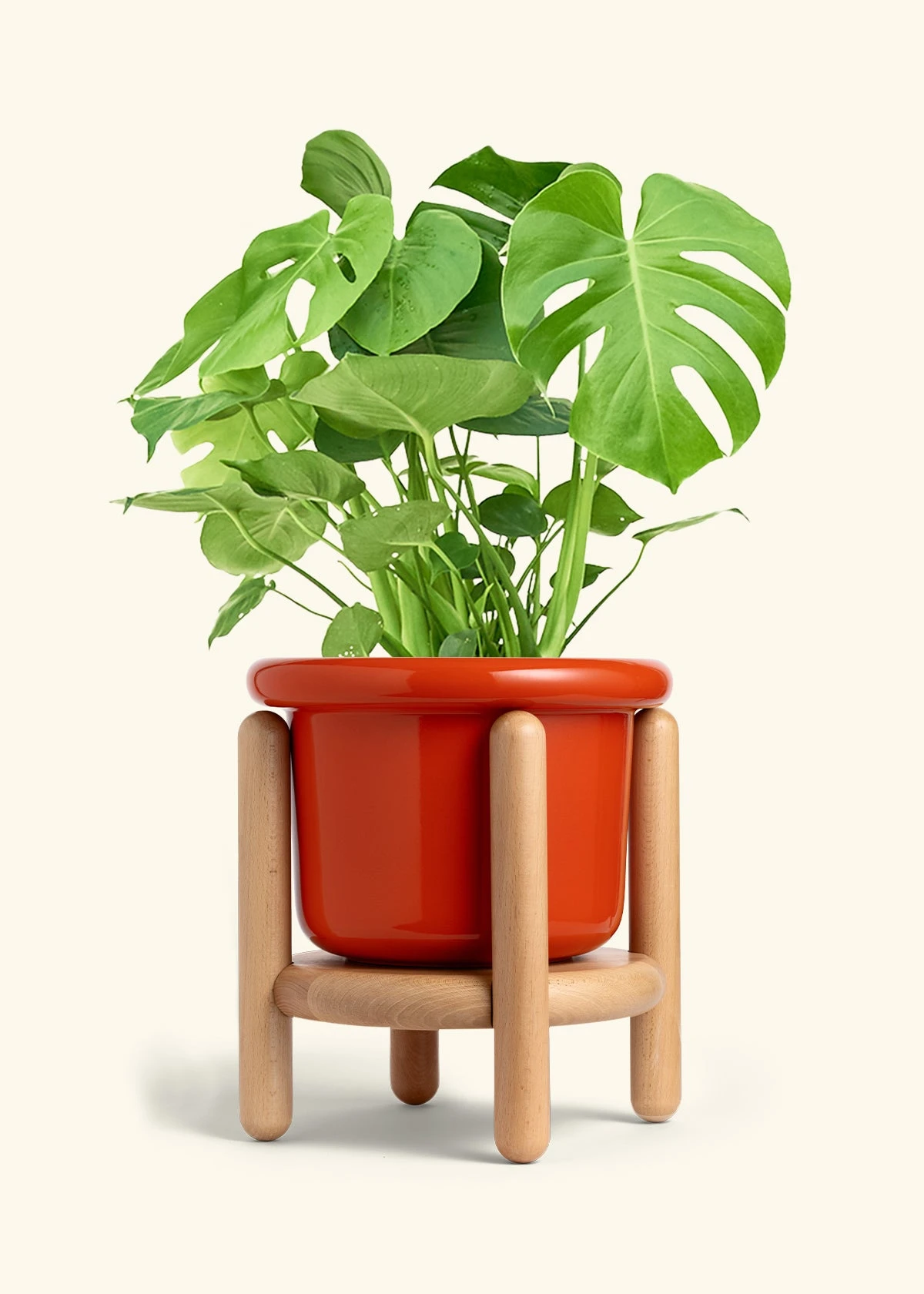 Monstera Swiss Cheese Plant, XL 16 Monstera Swiss Cheese Plant, XL - Image 14