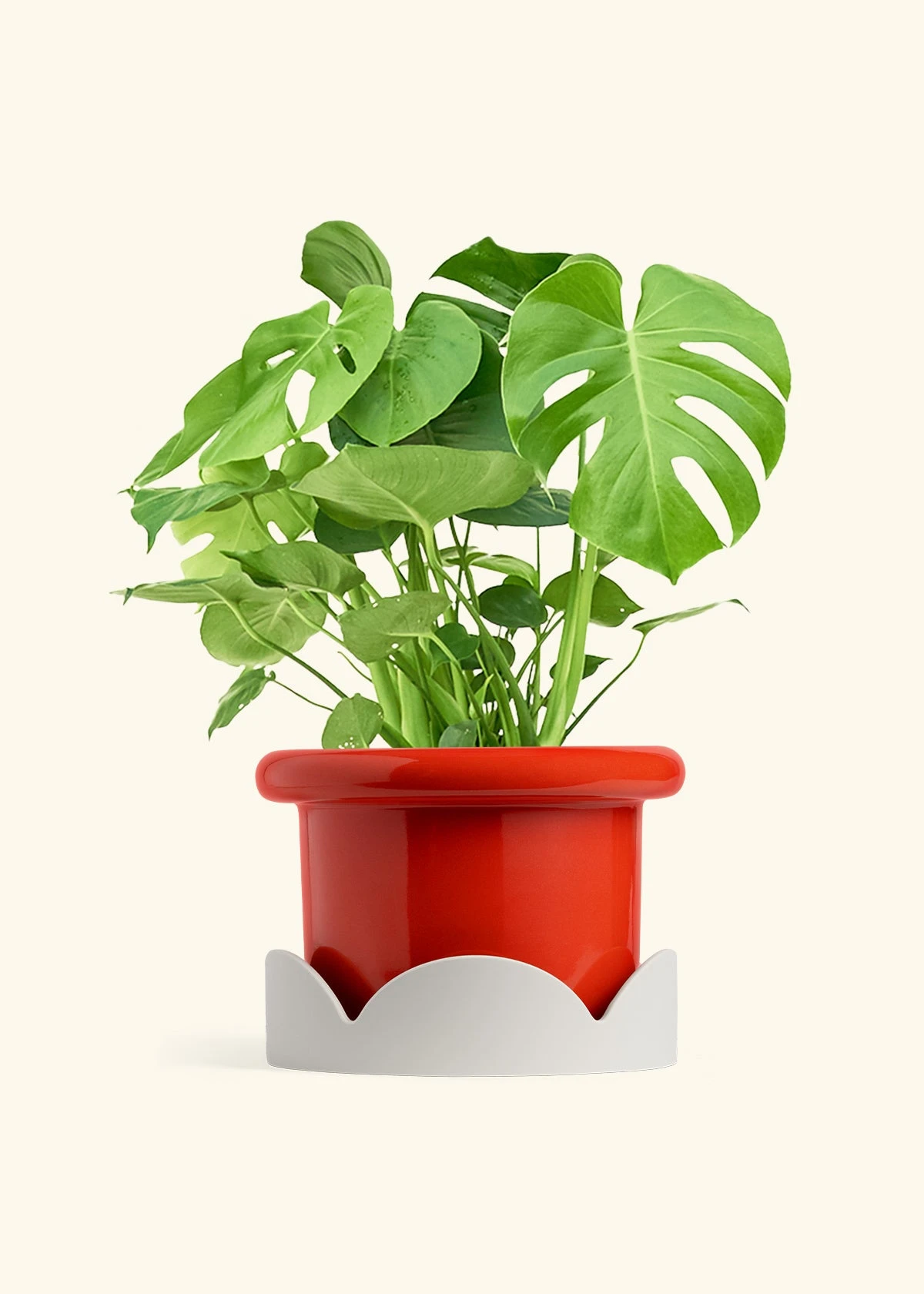 Monstera Swiss Cheese Plant, XL 17 Monstera Swiss Cheese Plant, XL - Image 15