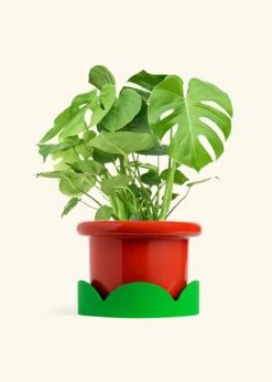 Monstera Swiss Cheese Plant, XL 34 Monstera Swiss Cheese Plant, XL -Home Living Store PHILO MONSTERA 10 FATLIP RED TRAY GREEN 10 bckgrnd cream