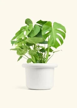 Monstera Swiss Cheese Plant, XL 25 Monstera Swiss Cheese Plant, XL -Home Living Store PHILO MONSTERA 10 FATLIP WHITE 10 bckgrnd cream