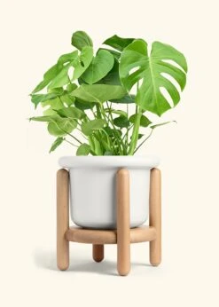 Monstera Swiss Cheese Plant, XL 28 Monstera Swiss Cheese Plant, XL -Home Living Store PHILO MONSTERA 10 FATLIP WHITE STAND 10 bckgrnd cream