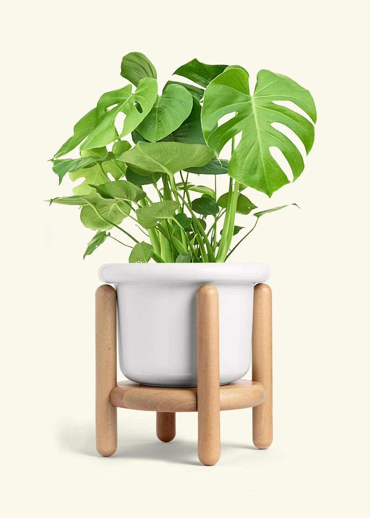 Monstera Swiss Cheese Plant, XL 9 Monstera Swiss Cheese Plant, XL - Image 7