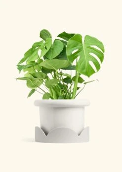 Monstera Swiss Cheese Plant, XL 27 Monstera Swiss Cheese Plant, XL -Home Living Store PHILO MONSTERA 10 FATLIP WHITE TRAY BEIGE 10 bckgrnd cream