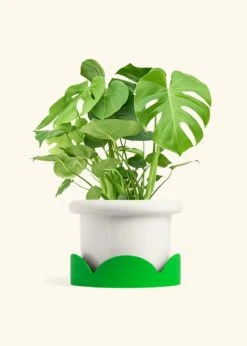 Monstera Swiss Cheese Plant, XL 26 Monstera Swiss Cheese Plant, XL -Home Living Store PHILO MONSTERA 10 FATLIP WHITE TRAY GREEN 10 bckgrnd cream