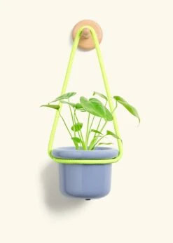 Monstera Swiss Cheese Plant, Small -Home Living Store PHILO MONSTERA 4 FATLIP BLUE 4 ROP RTD LIME 4 bckgrnd cream