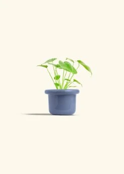 Monstera Swiss Cheese Plant, Small -Home Living Store PHILO MONSTERA 4 FATLIP BLUE 4 bckgrnd cream
