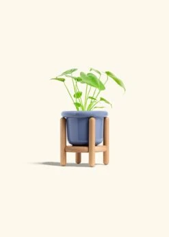 Monstera Swiss Cheese Plant, Small -Home Living Store PHILO MONSTERA 4 FATLIP BLUE STAND 4 bckgrnd cream