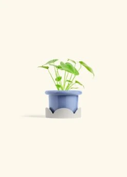 Monstera Swiss Cheese Plant, Small -Home Living Store PHILO MONSTERA 4 FATLIP BLUE TRAY BEIGE 4 bckgrnd cream