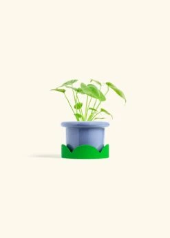 Monstera Swiss Cheese Plant, Small -Home Living Store PHILO MONSTERA 4 FATLIP BLUE TRAY GREEN 4 bckgrnd cream