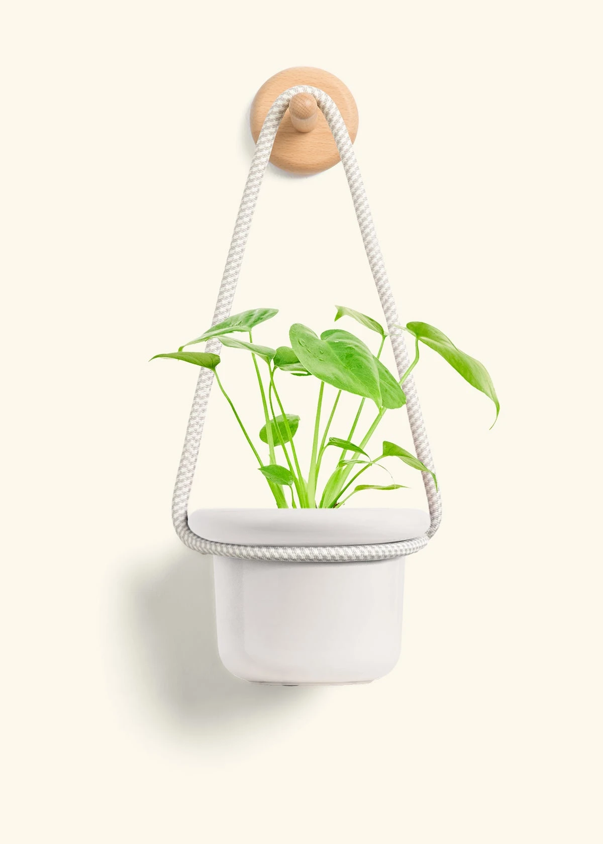 Monstera Swiss Cheese Plant, Small - Image 10