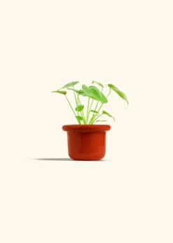 Monstera Swiss Cheese Plant, Small -Home Living Store PHILO MONSTERA 4 FATLIP RED 4 bckgrnd cream