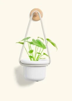 Monstera Swiss Cheese Plant, Small -Home Living Store PHILO MONSTERA 4 FATLIP WHITE 4 ROP RTD CREAM 4 bckgrnd cream