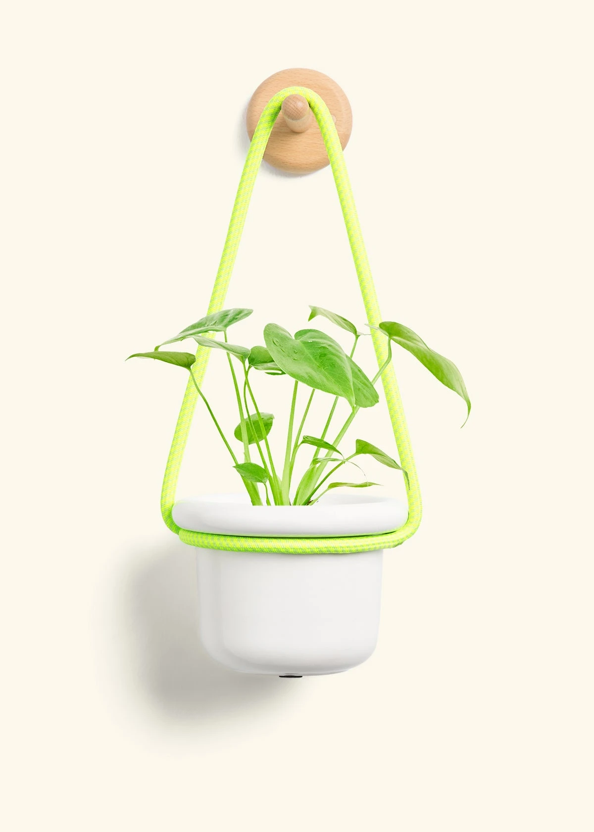 Monstera Swiss Cheese Plant, Small - Image 5