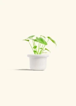 Monstera Swiss Cheese Plant, Small -Home Living Store PHILO MONSTERA 4 FATLIP WHITE 4 bckgrnd cream