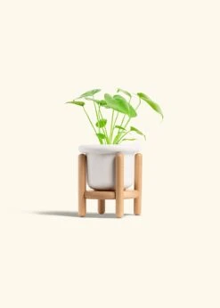 Monstera Swiss Cheese Plant, Small -Home Living Store PHILO MONSTERA 4 FATLIP WHITE STAND 4 bckgrnd cream