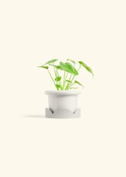 Monstera Swiss Cheese Plant, Small -Home Living Store PHILO MONSTERA 4 FATLIP WHITE TRAY BEIGE 4 bckgrnd cream