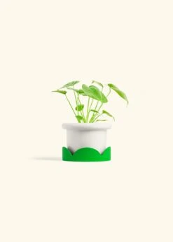 Monstera Swiss Cheese Plant, Small -Home Living Store PHILO MONSTERA 4 FATLIP WHITE TRAY GREEN 4 bckgrnd cream