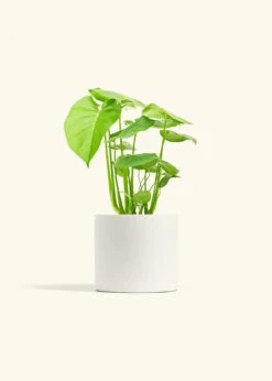 Monstera Swiss Cheese Plant, Medium -Home Living Store PHILO MONSTERA 6 CLASSIC WHITE 6 bckgrnd cream