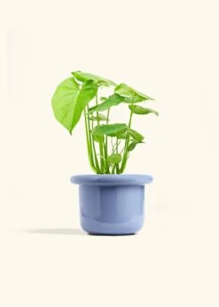 Monstera Swiss Cheese Plant, Medium -Home Living Store PHILO MONSTERA 6 FATLIP BLUE 6 bckgrnd cream