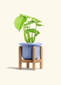 Monstera Swiss Cheese Plant, Medium -Home Living Store PHILO MONSTERA 6 FATLIP BLUE STAND 6 bckgrnd cream