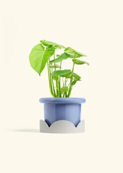 Monstera Swiss Cheese Plant, Medium -Home Living Store PHILO MONSTERA 6 FATLIP BLUE TRAY BEIGE 6 bckgrnd cream