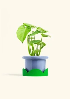 Monstera Swiss Cheese Plant, Medium -Home Living Store PHILO MONSTERA 6 FATLIP BLUE TRAY GREEN 6 bckgrnd cream