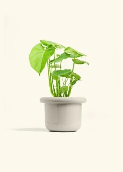 Monstera Swiss Cheese Plant, Medium -Home Living Store PHILO MONSTERA 6 FATLIP OAT 6 bckgrnd cream