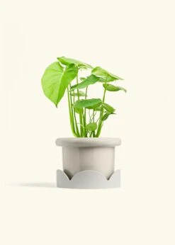 Monstera Swiss Cheese Plant, Medium -Home Living Store PHILO MONSTERA 6 FATLIP OAT TRAY BEIGE 6 bckgrnd cream