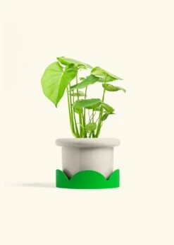 Monstera Swiss Cheese Plant, Medium -Home Living Store PHILO MONSTERA 6 FATLIP OAT TRAY GREEN 6 bckgrnd cream
