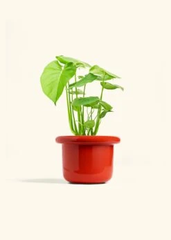 Monstera Swiss Cheese Plant, Medium -Home Living Store PHILO MONSTERA 6 FATLIP RED 6 bckgrnd cream