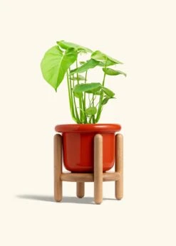 Monstera Swiss Cheese Plant, Medium -Home Living Store PHILO MONSTERA 6 FATLIP RED STAND 6 bckgrnd cream