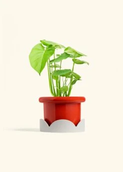 Monstera Swiss Cheese Plant, Medium -Home Living Store PHILO MONSTERA 6 FATLIP RED TRAY BEIGE 6 bckgrnd cream