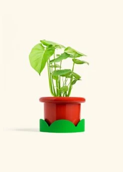 Monstera Swiss Cheese Plant, Medium -Home Living Store PHILO MONSTERA 6 FATLIP RED TRAY GREEN 6 bckgrnd cream