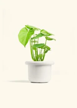 Monstera Swiss Cheese Plant, Medium -Home Living Store PHILO MONSTERA 6 FATLIP WHITE 6 bckgrnd cream