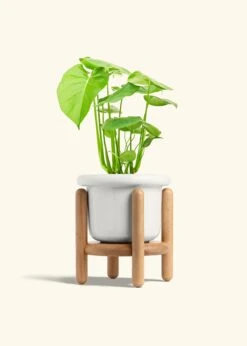 Monstera Swiss Cheese Plant, Medium -Home Living Store PHILO MONSTERA 6 FATLIP WHITE STAND 6 bckgrnd cream