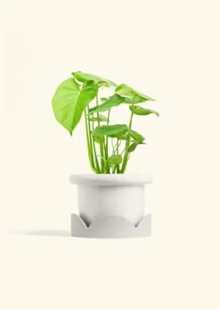Monstera Swiss Cheese Plant, Medium -Home Living Store PHILO MONSTERA 6 FATLIP WHITE TRAY BEIGE 6 bckgrnd cream
