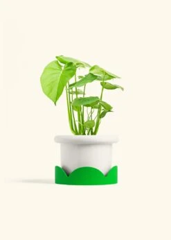 Monstera Swiss Cheese Plant, Medium -Home Living Store PHILO MONSTERA 6 FATLIP WHITE TRAY GREEN 6 bckgrnd cream