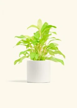 Philodendron 'Neon', Medium -Home Living Store PHILO NEON 6 CLASSIC WHITE 6 bckgrnd cream