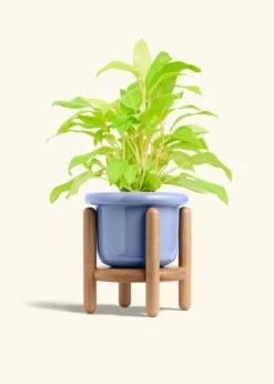 Philodendron 'Neon', Medium -Home Living Store PHILO NEON 6 FATLIP BLUE STAND 6 bckgrnd cream