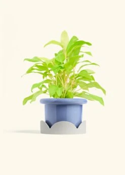 Philodendron 'Neon', Medium -Home Living Store PHILO NEON 6 FATLIP BLUE TRAY BEIGE 6 bckgrnd cream