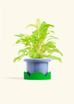 Philodendron 'Neon', Medium -Home Living Store PHILO NEON 6 FATLIP BLUE TRAY GREEN 6 bckgrnd cream